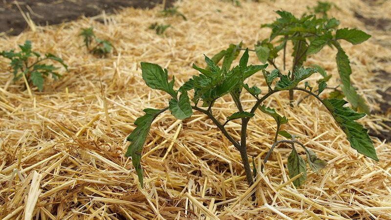 Use mulch and measured heat protection
