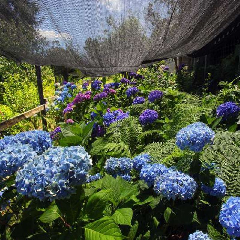 Use mulch and shade to reduce repeat stress