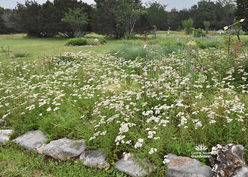 Use native habitat without creating rodent cover Use native habitat without creating rodent cover