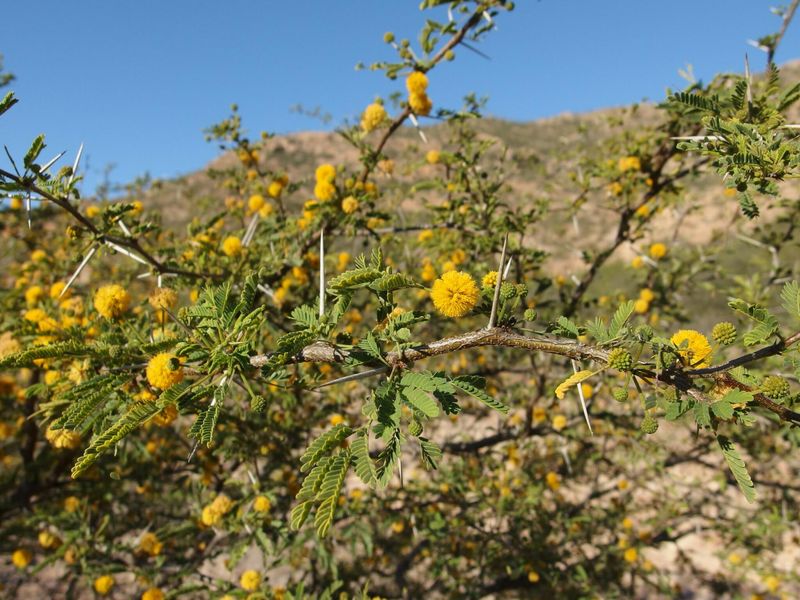 Use native plants to support the prey base Use native plants to support the prey base