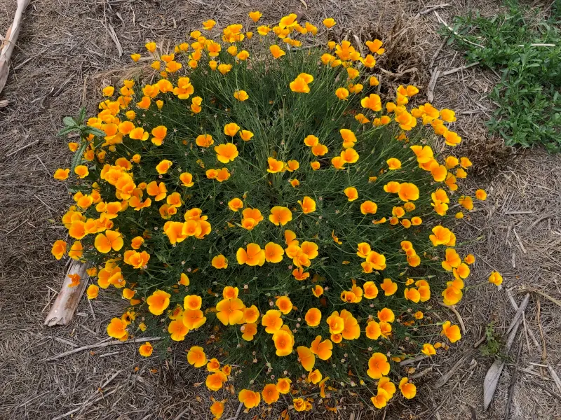 Use observation and low-impact controls before reaching for pesticides