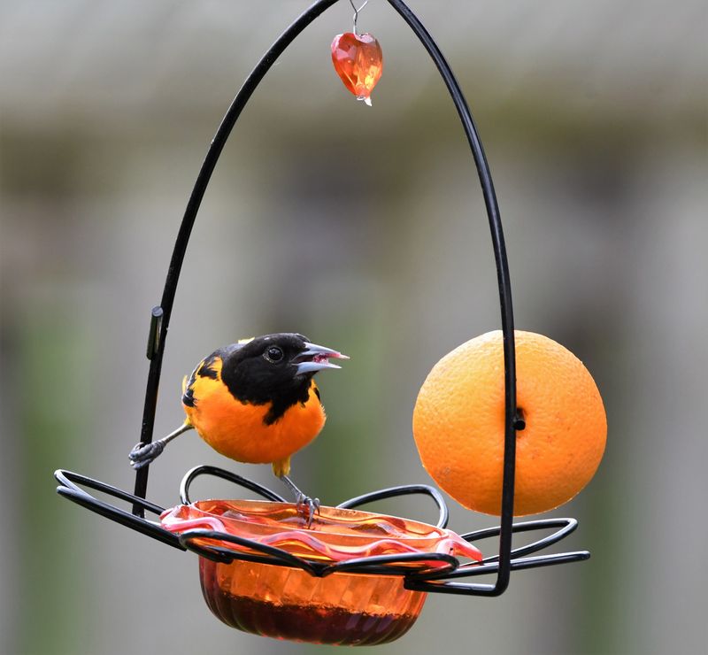 Use optional feeders with disciplined hygiene