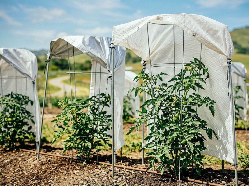 Use partial afternoon shade when fruit is exposed