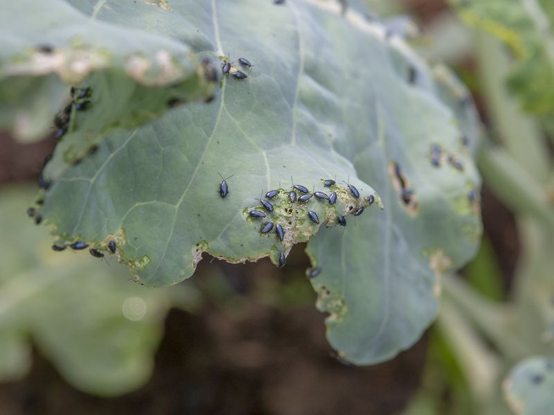 Use pesticides only after diagnosis and label checks Use pesticides only after diagnosis and label checks