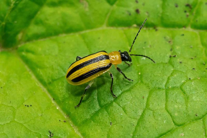 Use pesticides only when the label and risk justify them