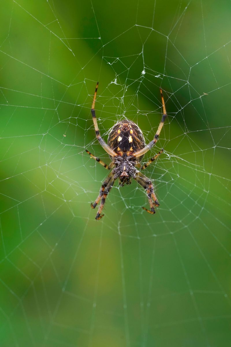Use photographs instead of hands-on identification