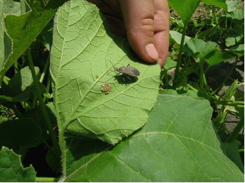 Use physical controls for a small squash-bug infestation
