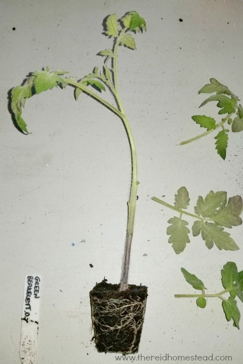 Use planting technique to limit transplant shock