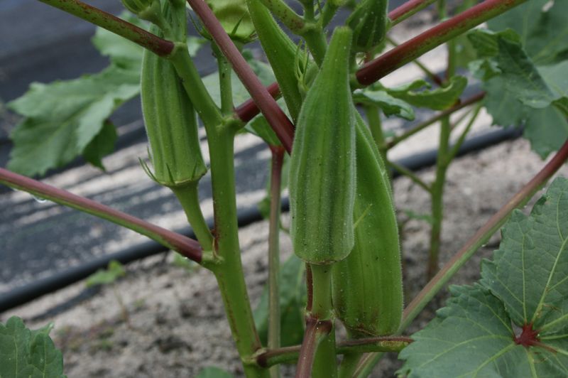 Use pod size as a guide, not a rigid rule