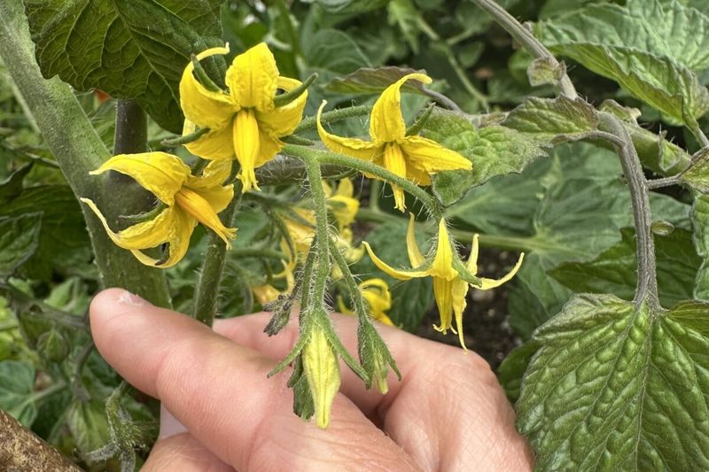 Use pollination help only when conditions allow it Use pollination help only when conditions allow it