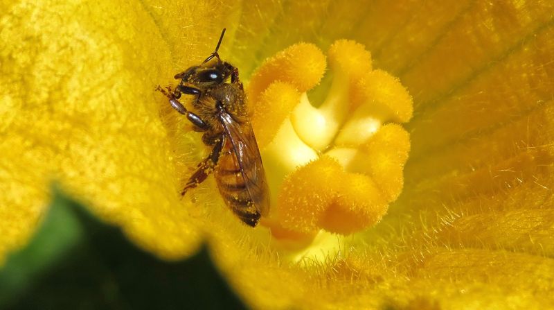 Use pollinator-safe practices when fruit set remains poor