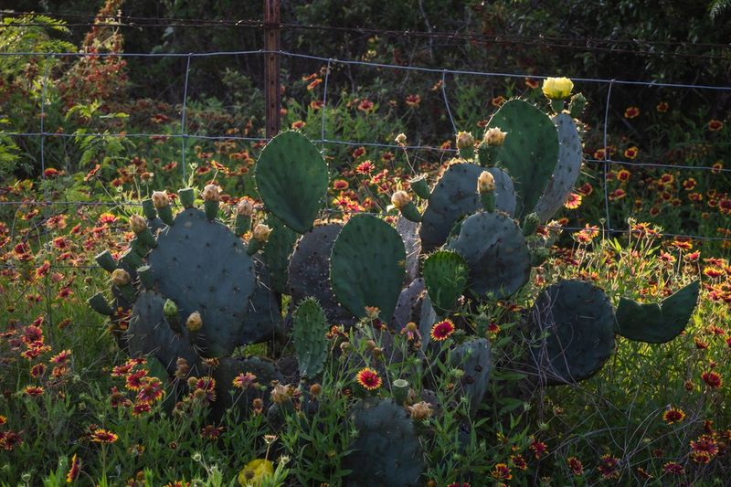 Use prickly pear as a habitat step, not an eviction plan