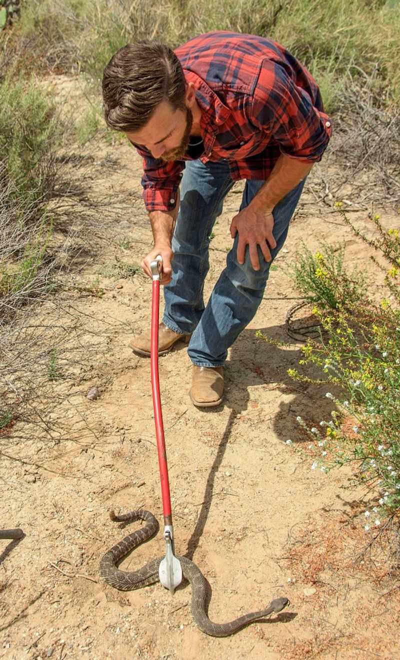 Use professional help when a rattlesnake enters a high-use area Use professional help when a rattlesnake enters a high-use area