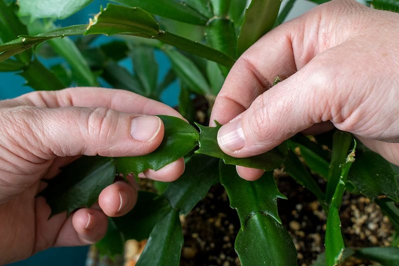 Use pruning to build branches, not to force flowers Use pruning to build branches, not to force flowers