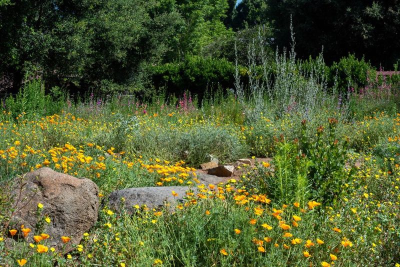Use regional plants to recreate useful structure