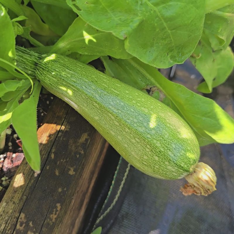 Use resistance and sanitation to lower next season’s pressure
