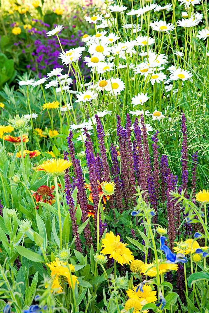Use sage as a garden complement, not a native substitute