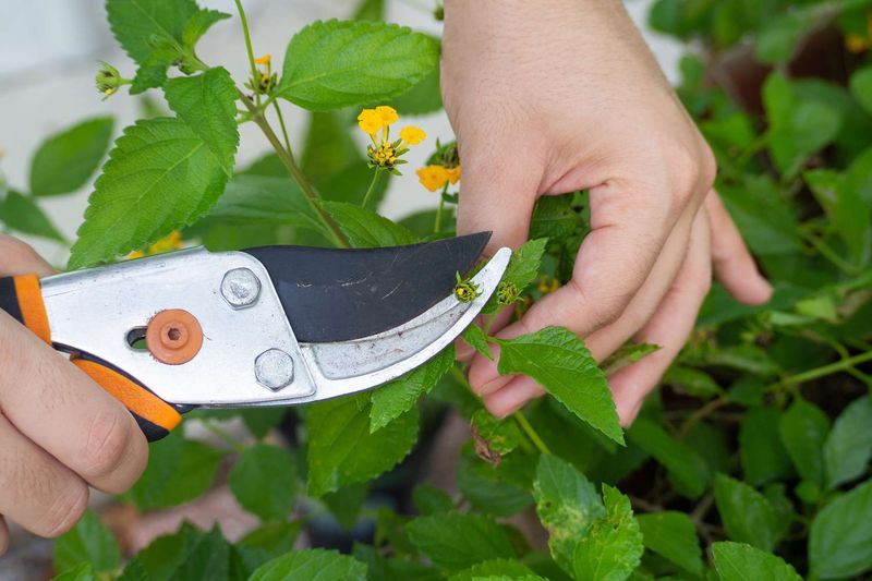 Use seasonal pruning instead of annual replacement