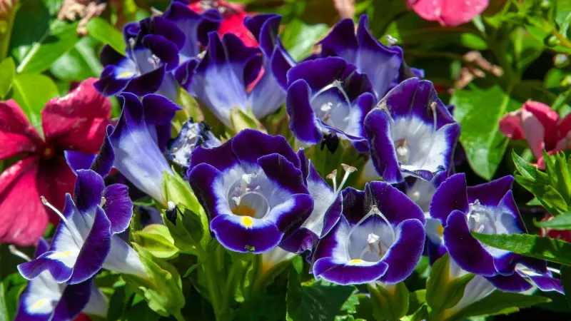 Use simple care to extend the flowering season Use simple care to extend the flowering season