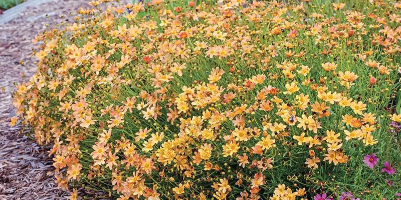 Use simple maintenance to support the late-summer display