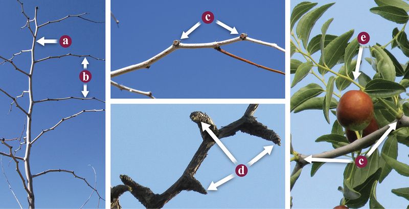 Use simple pruning to fit the tree to the yard Use simple pruning to fit the tree to the yard