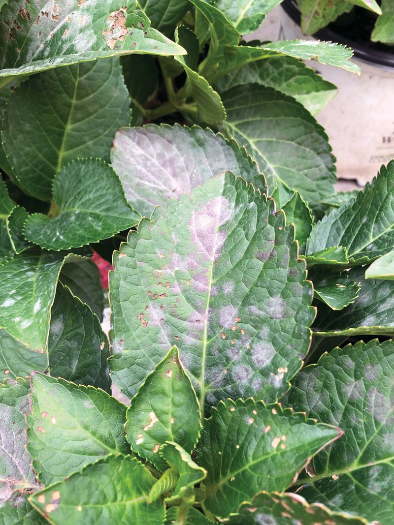 Use soft spots and gray fuzz as disease warning signs