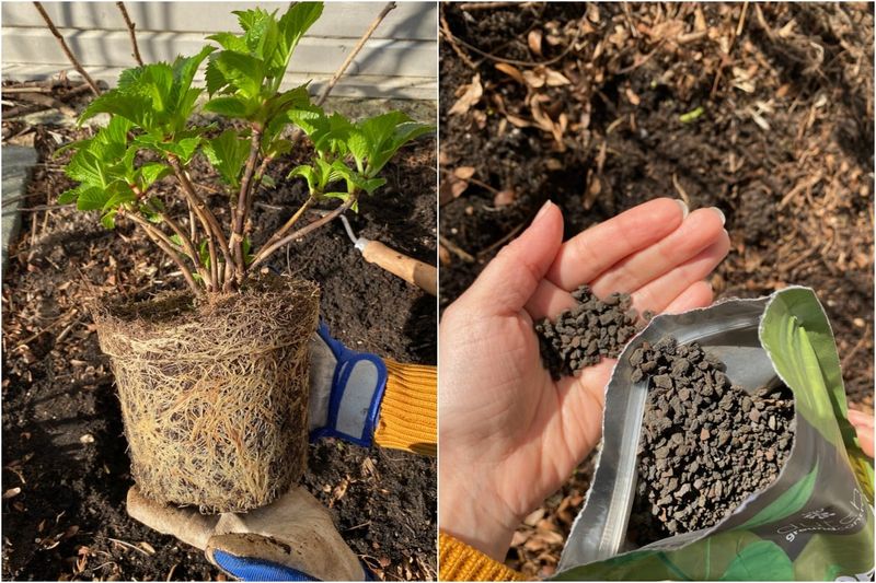 Use sound planting and establishment practices Use sound planting and establishment practices