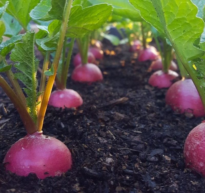 Use sound roots promptly and reset the next planting window
