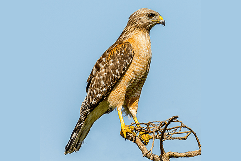Use species and setting as clues, not proof