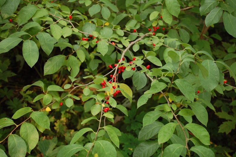 Use spicebush for the site and habitat—not for beetle control