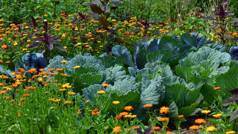 Use spiders as one part of integrated pest management