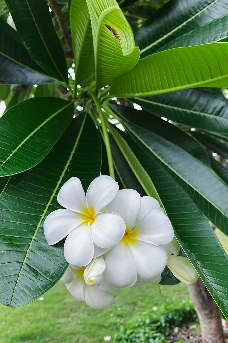 Use steady care to protect possible flowering