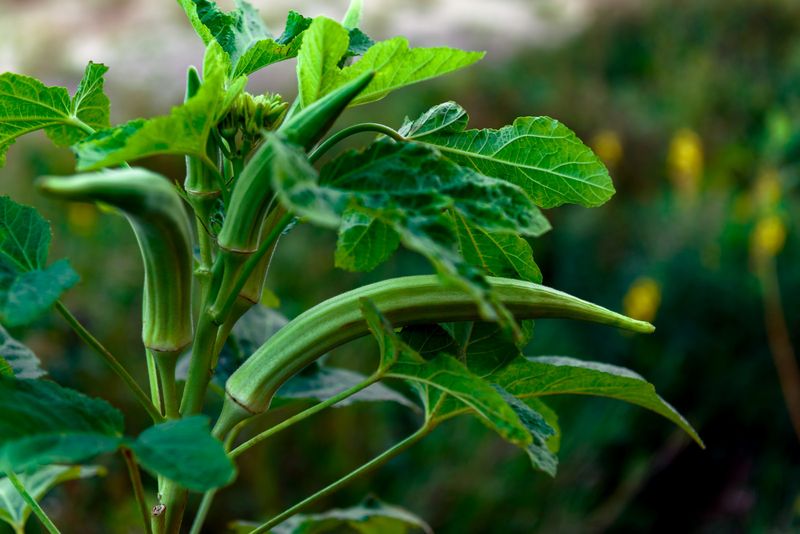 Use sun, deep watering, and restrained fertilizer