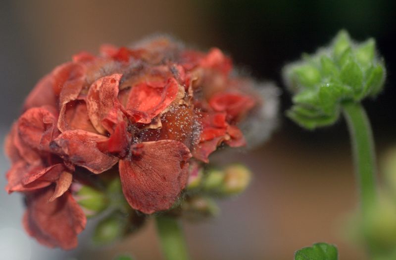 Use symptoms to check for disease or damaged roots