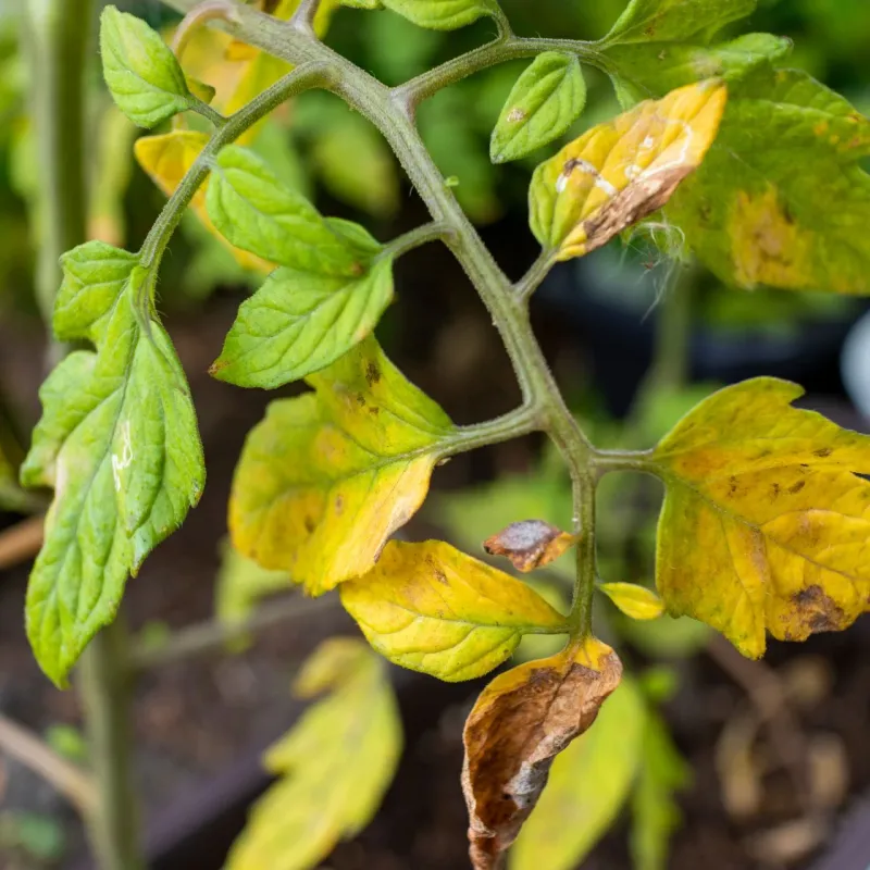 Use symptoms to separate likely causes