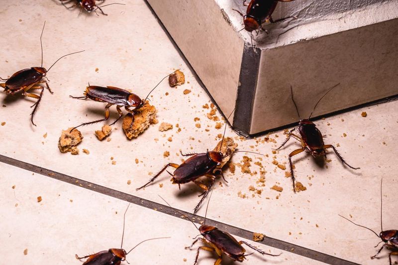 Use targeted control without turning the porch into a pesticide zone