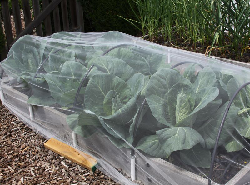 Use temporary midday protection while roots reestablish