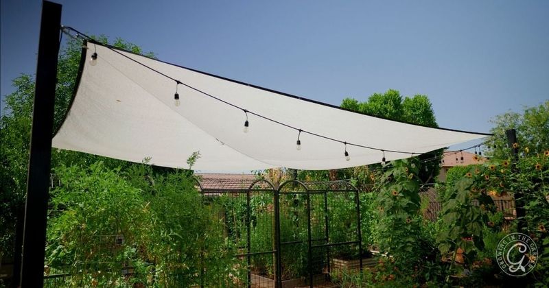 Use temporary, ventilated afternoon shade