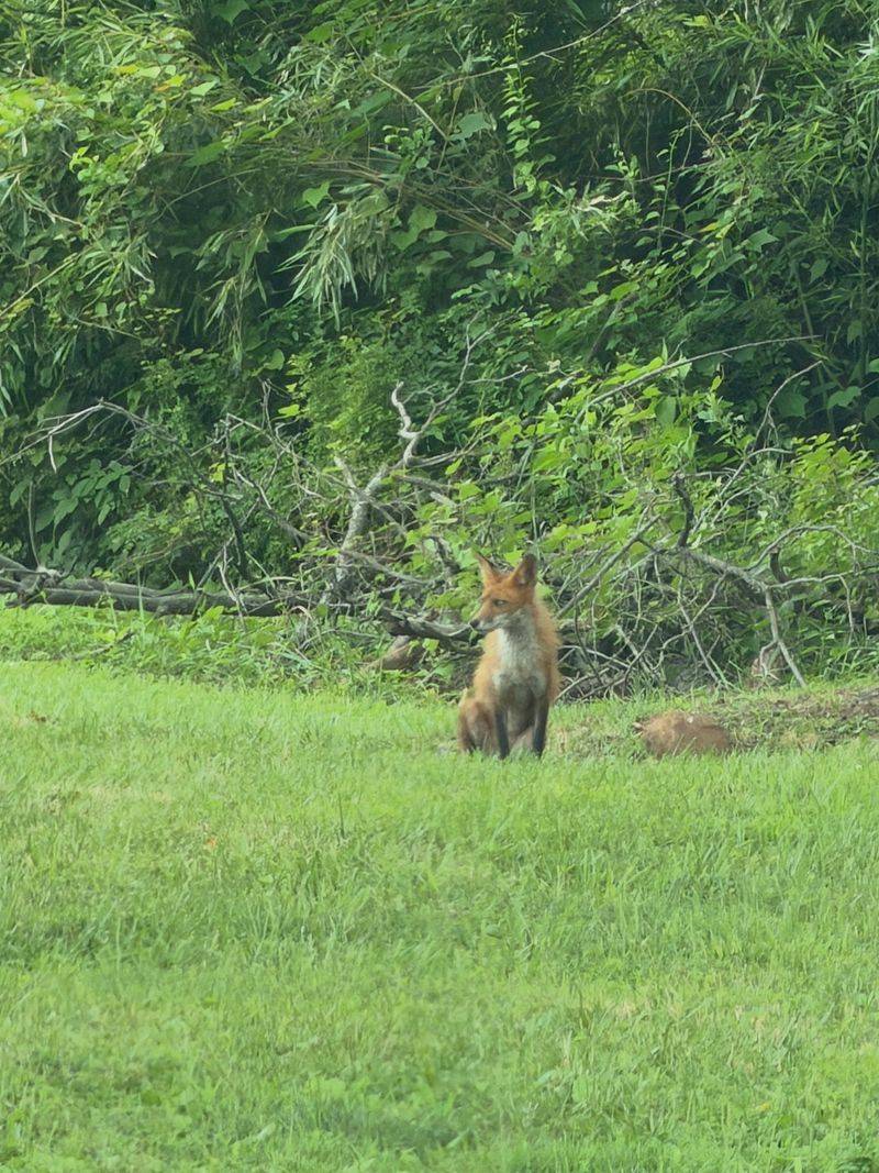 Use the Sighting to Make a Low-Conflict Yard Change