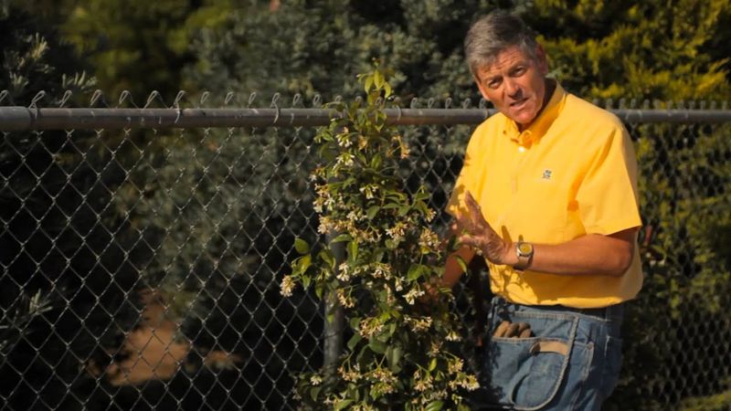 Use the chain-link as a trellis, but plan for substantial growth