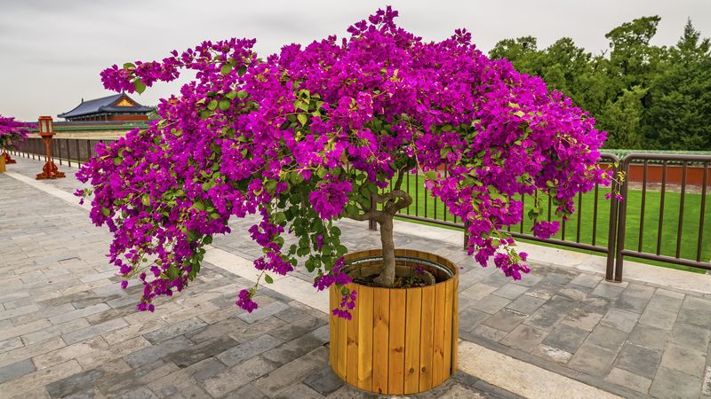 Use the container to move the plant before a hard freeze Use the container to move the plant before a hard freeze