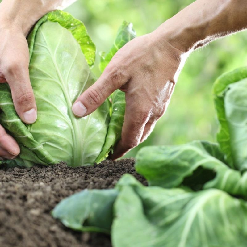 Use the cultivar’s harvest signs to decide whether to wait