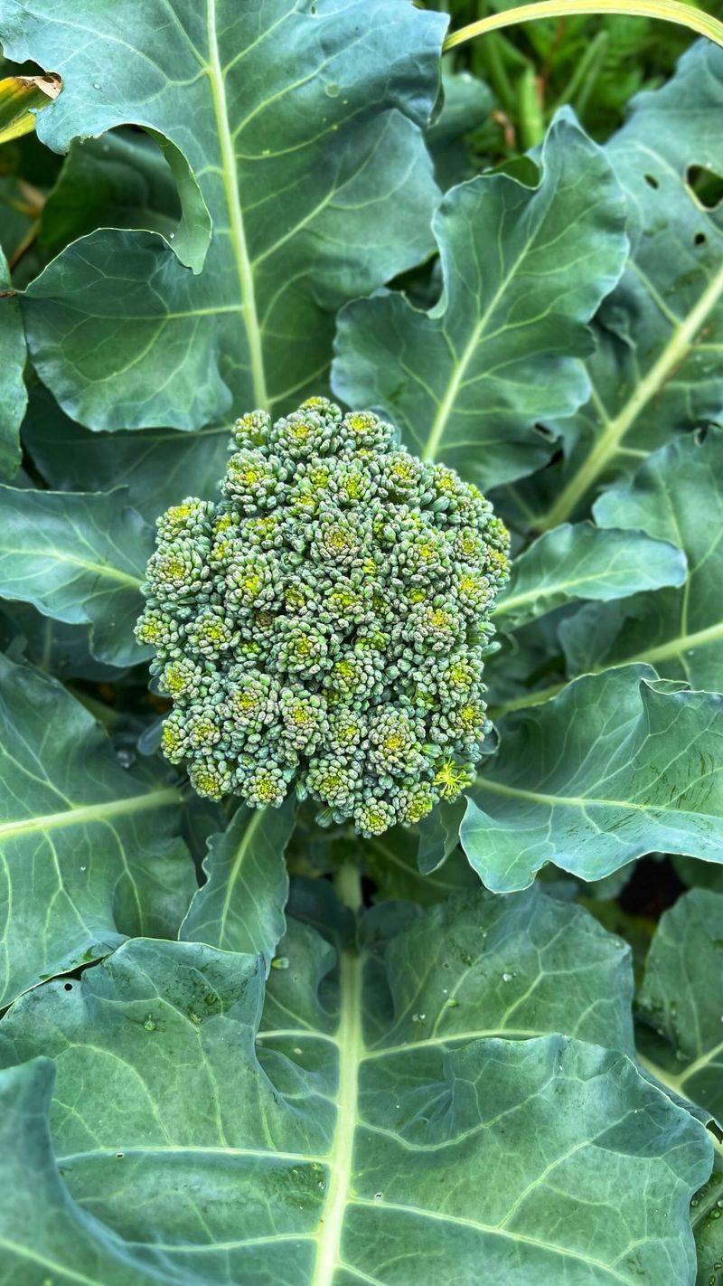 Use the diagnosis to plan the next crop