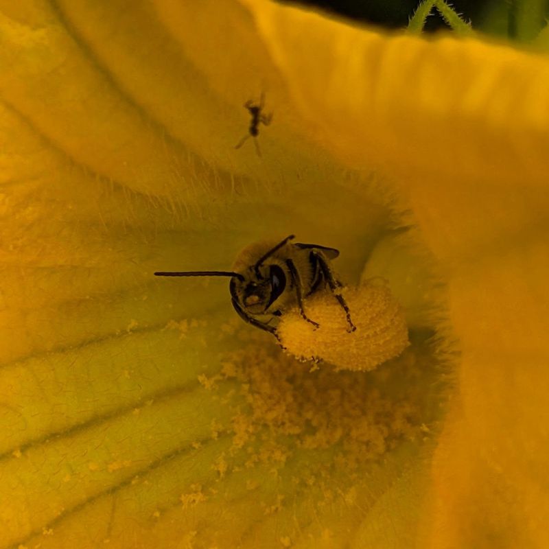 Use the early morning to observe flowers and pollinator activity
