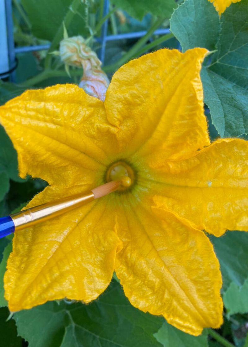 Use the female flowers to separate the likely problems Use the female flowers to separate the likely problems
