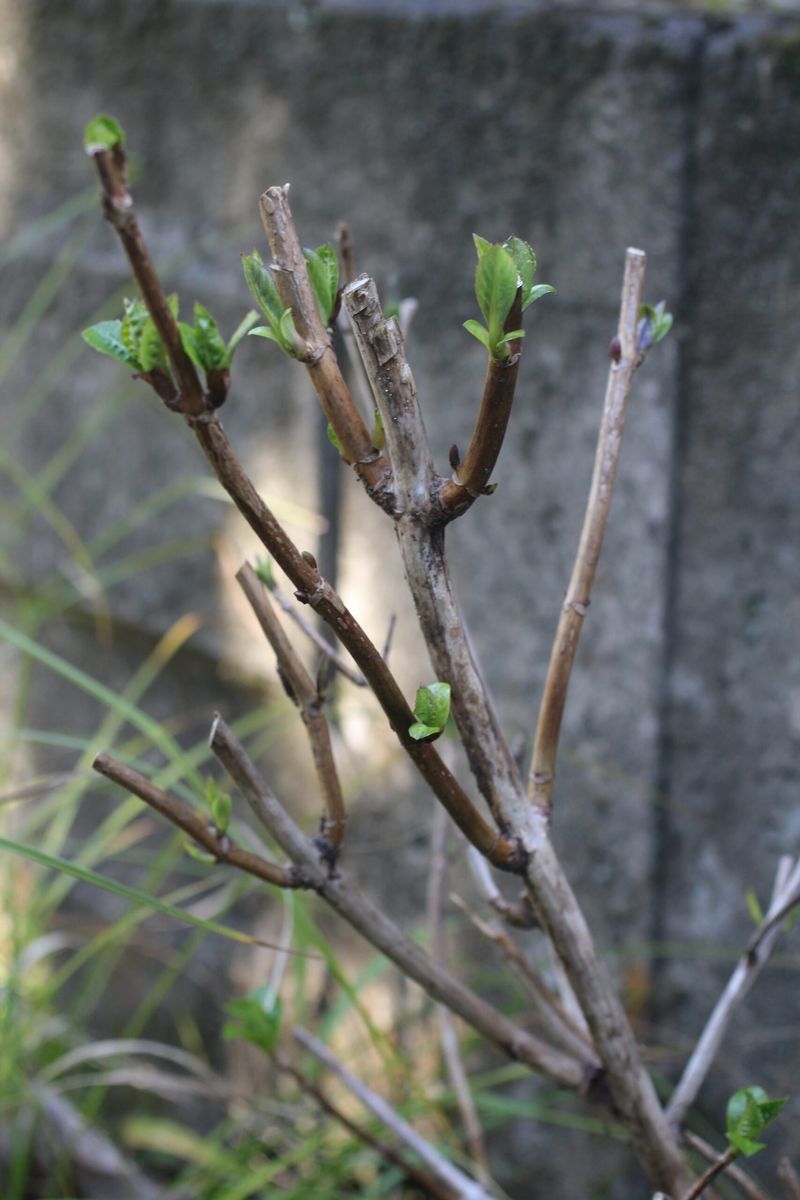 Use the later pruning window for new-wood bloomers
