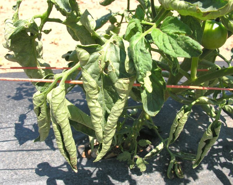 Use the leaves and fruit to rule out other problems