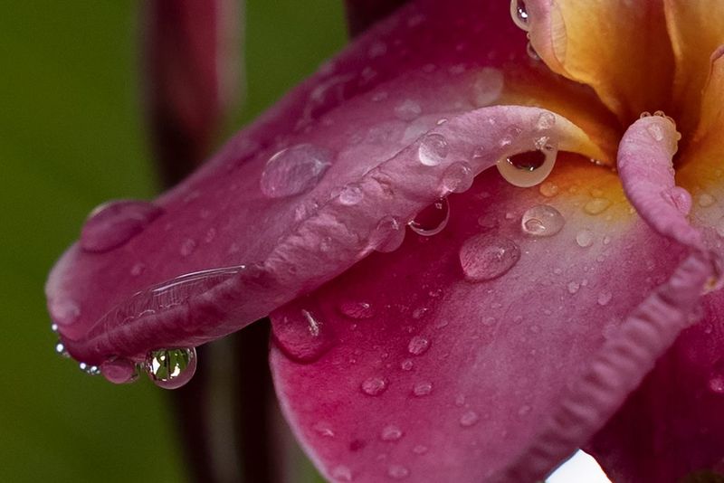 Use the local overnight forecast to time cold and rain protection