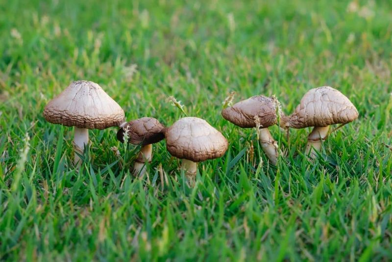 Use the mushroom as a clue, not a verdict