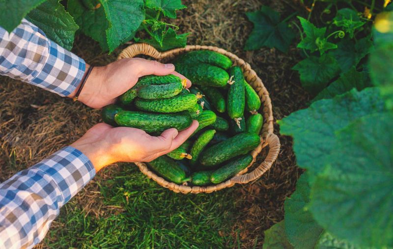 Use the next harvest to test your correction